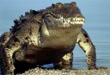 pulispatola