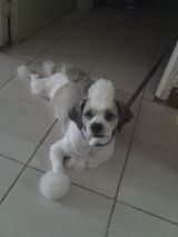 arjay